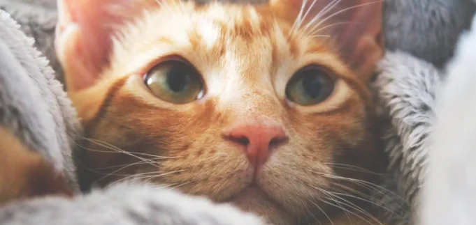 Verso la giornata del gatto